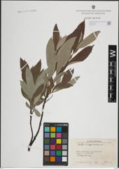 Foto von Salix lapponum L.